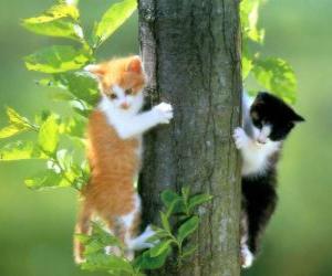 пазл Две кошки на дереве